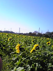 女の子のゴルフ上達ブログ-091123_1137~01.JPG