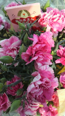 ̎q̃StBuO-2011050416330000.jpg